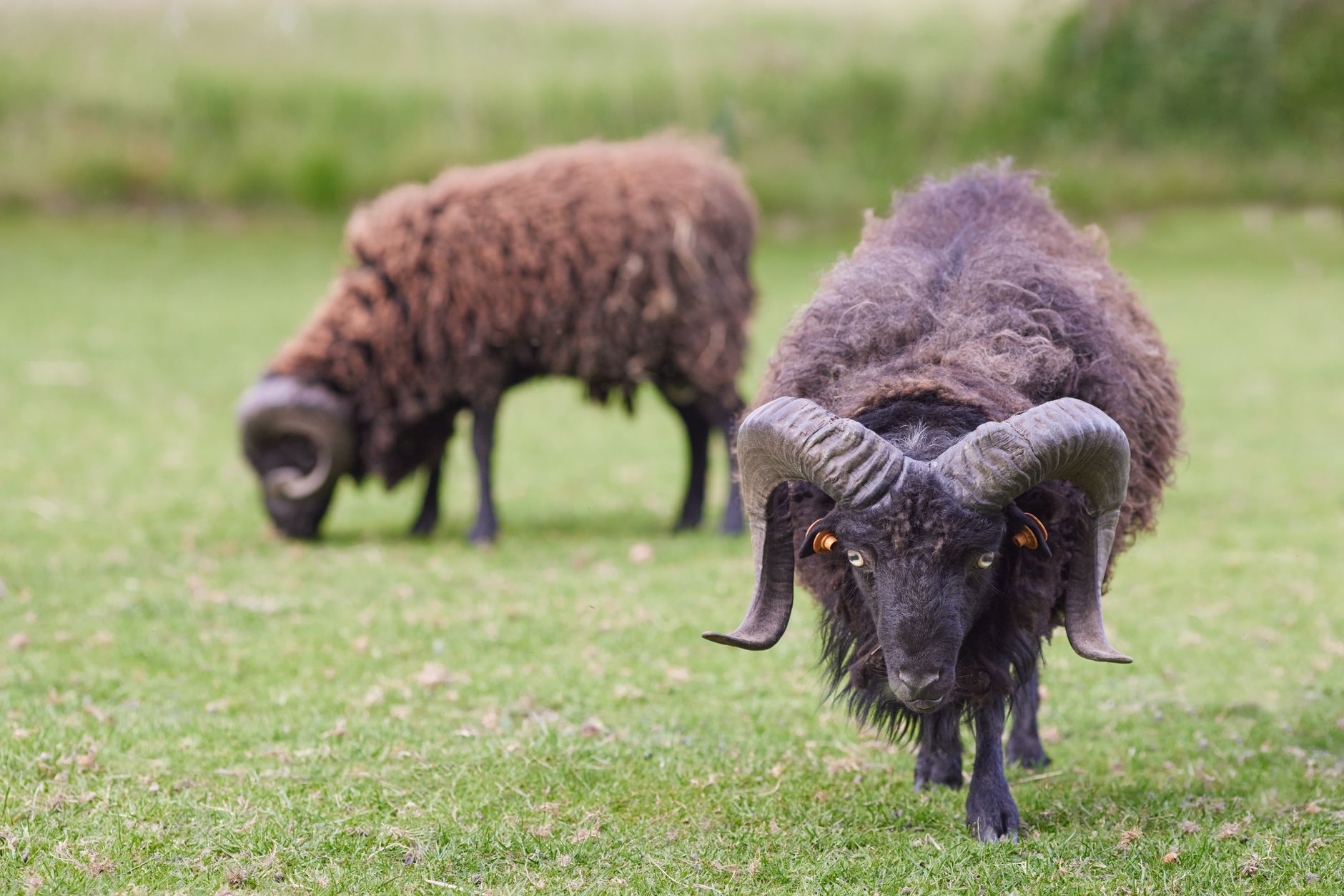 Navigating RAM's Volatile Market: Price Declines, AI Demands, and 2024 Outlook