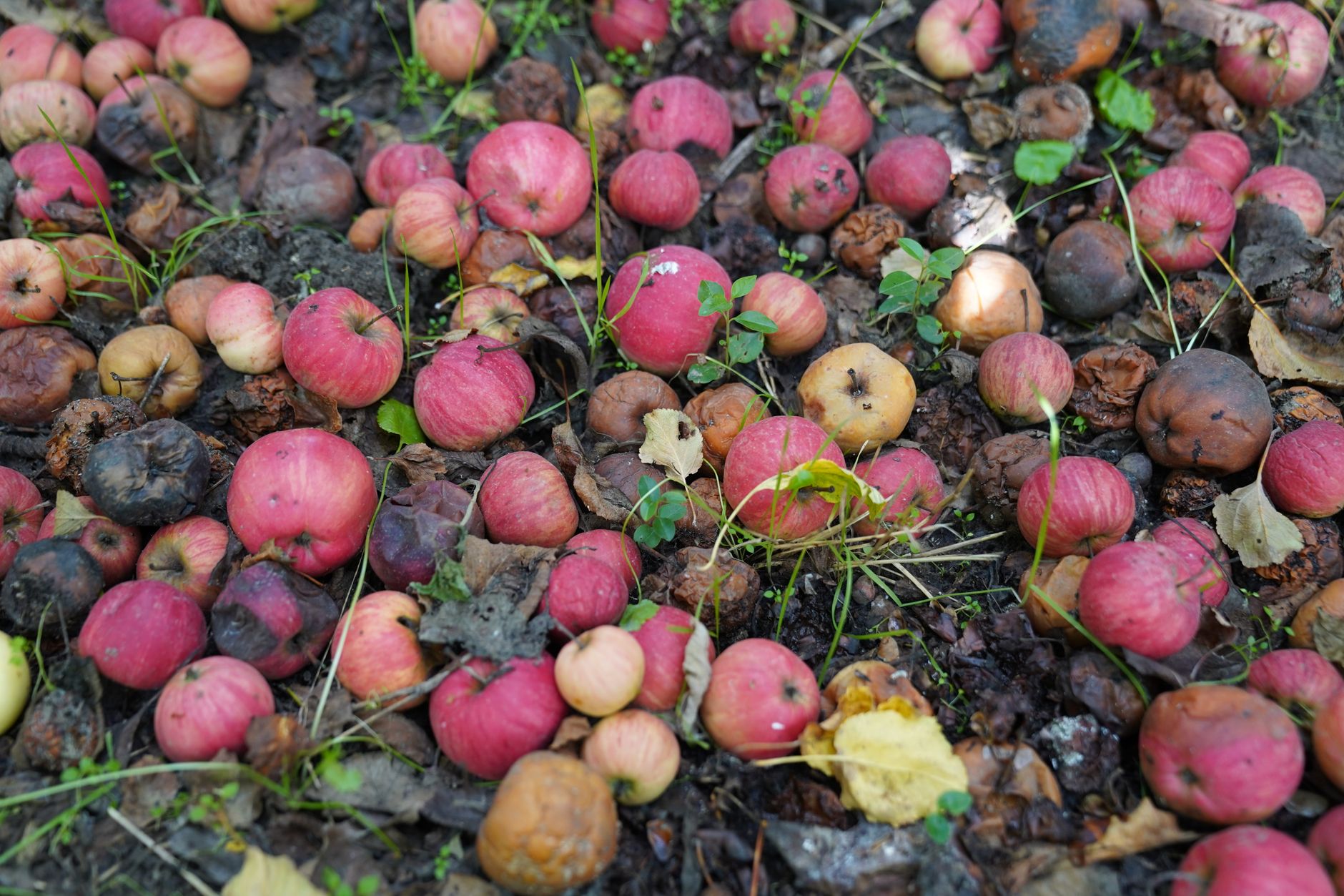 Composting Made Simple: A Beginner's Guide for Urban Households