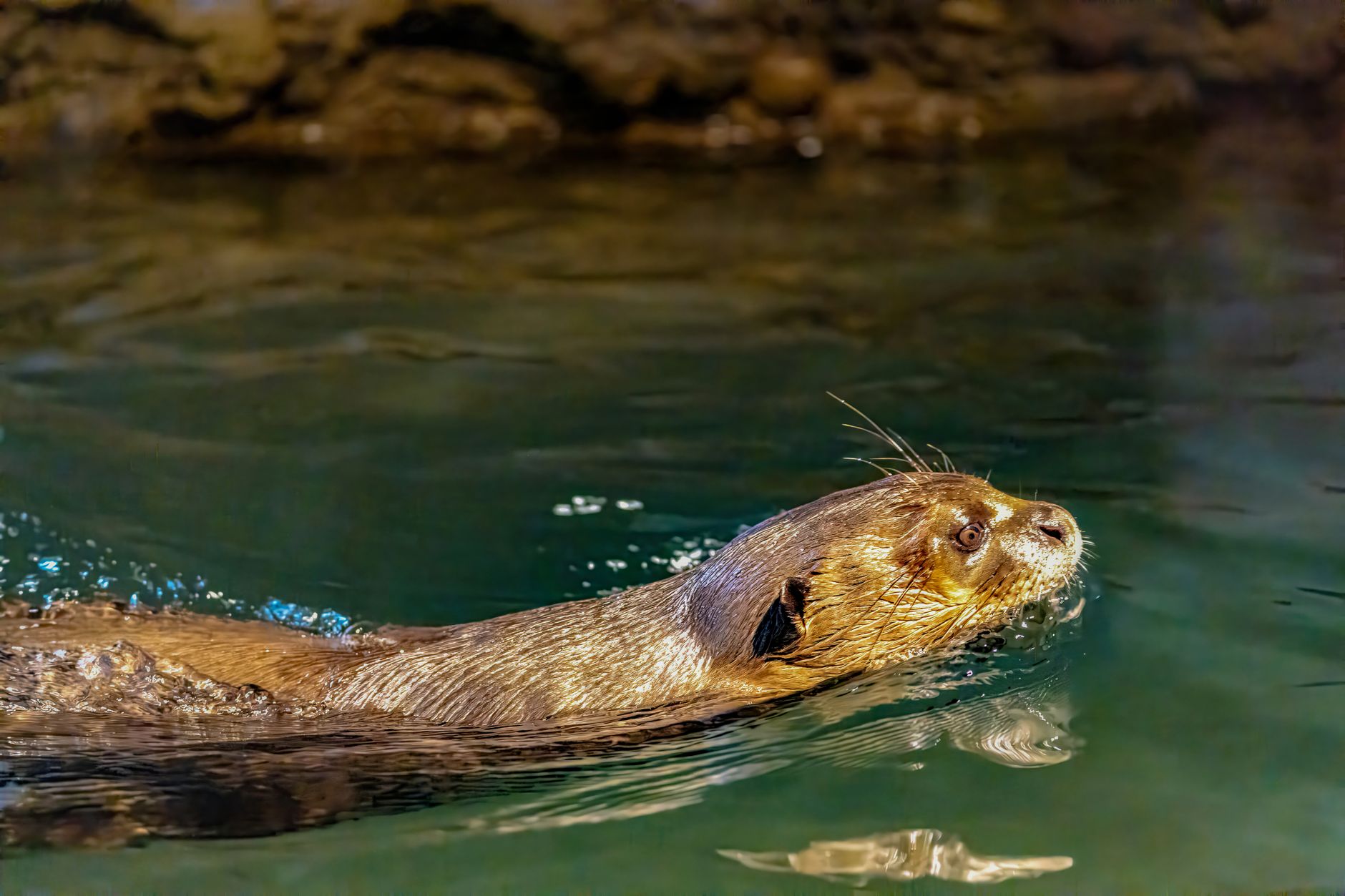 Fireflies and Otter just launched MCP connectors for meeting data — here's the open-source one you can self-host