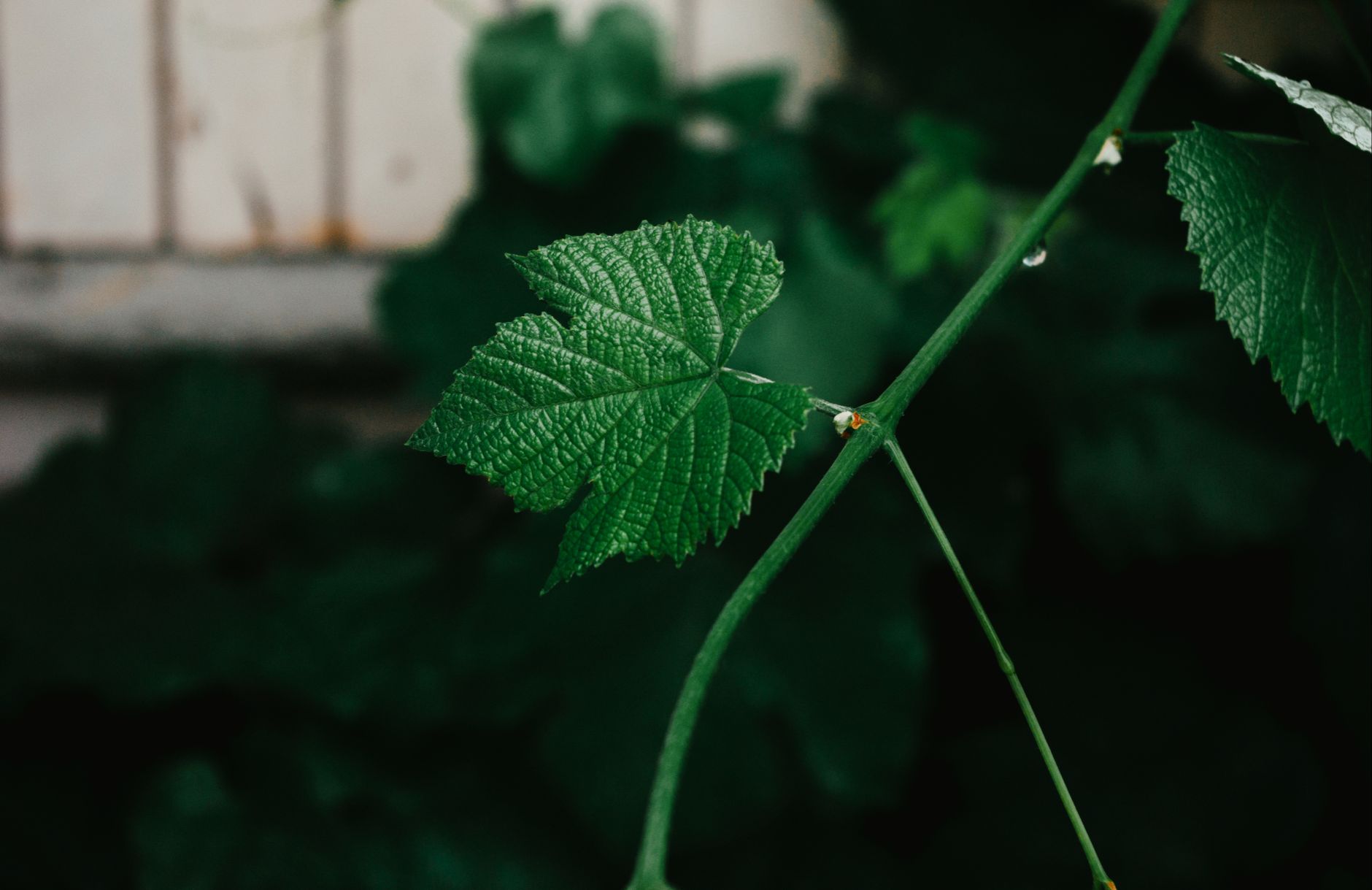 Legendary Vine Content Returns with diVine Application